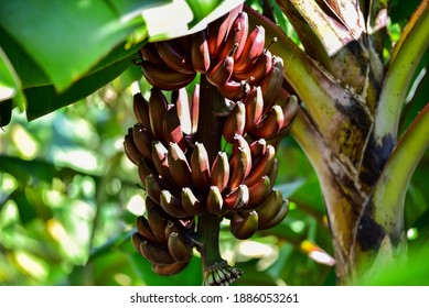 Red Banana Bunch-Musa Acuminata 'Red Dacca