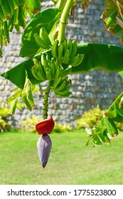 Red Banana Flower On A Tropical Banana Plantain  Tree