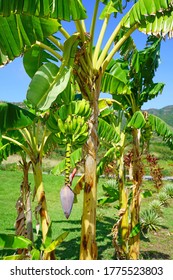 Red Banana Flower On A Tropical Banana Plantain  Tree