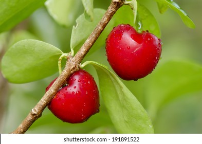 Red Barbados Cherry On  Tree 