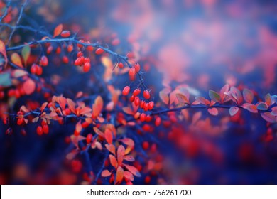 Red Barberry. Autumn Nature Background