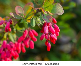 Red barberry berries on the tree in the garden