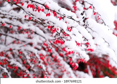 Red Barberry berries under snow. Branches of barberry with thorns. Selective focus. Natural snowy winter background. Nature park during a snowfall. Postcard, banner, flyer, copy space.