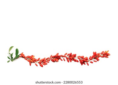 Red barberry branches isolated on white background, top view. Ripe fresh sour-tasting berries with green leaves, healthy seasoning for food. Barberry twigs, natural organic vegan food, medicinal plant