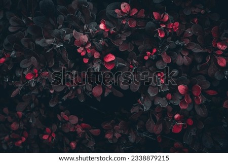Similar – Image, Stock Photo darkness Dark somber