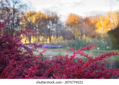 Red Barberry Shrub In Garden At Evening