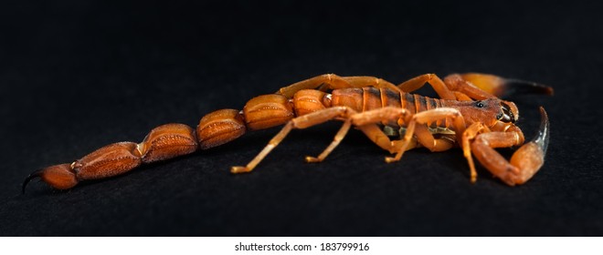 The Red Bark Scorpion (The Tanzanian Bark Scorpion, The Rusty Thick Tail Scorpion) Is A Species Of Scorpions Known By The Babycurus Jacksoni.