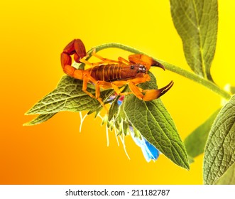 The Red Bark Scorpion (The Tanzanian Bark Scorpion, The Rusty Thick Tail Scorpion) Is A Species Of Scorpions Known By The Babycurus Jacksoni.