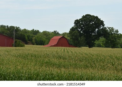 Red Barn By A Corn Field