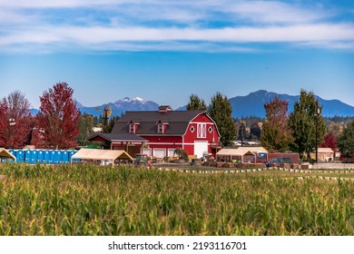 Red Barn In A Corn Field.