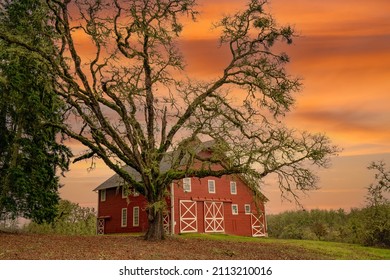 A red barn and a large oak tree at sunrise on a farm in the Willamette Valley near Bellfountain Oregon - Shutterstock ID 2113210016