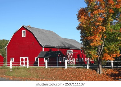 Red Barn and maple tree, Ware, Massachusetts, USA