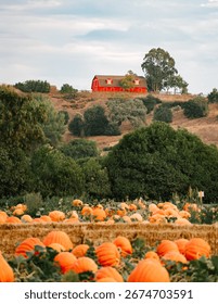 Red Barn Pumpkin Patch Farm