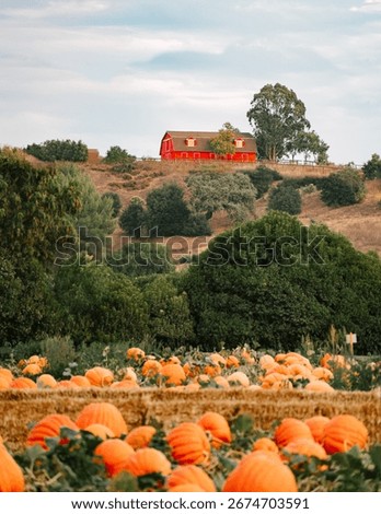 Red Barn Pumpkin Patch Farm