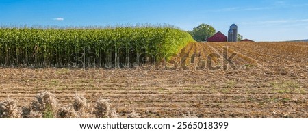 Red barn, silos and corn being harvested on a Wisconsin farm in October, panorama