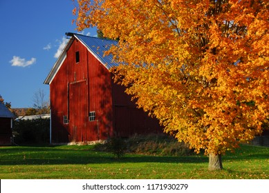 Red Barn Surround By Yellow Fall Leaves In New England