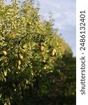 Red Bartlett Pears up close in an Orchard. 