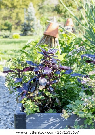 Red basil in a vegetable, kitchen herb garden