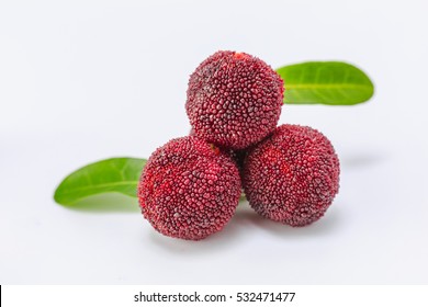 Red Bayberry