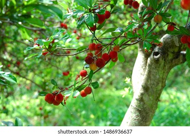 Red Bayberry Tree In The Orchard