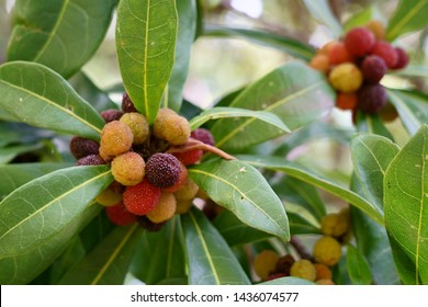 Red bayberry or wax myrte (Morella rubra)