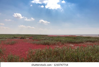 Red Beach, Panjin, China