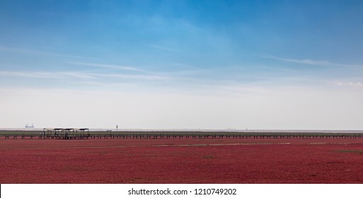 Red Beach, Panjin, China