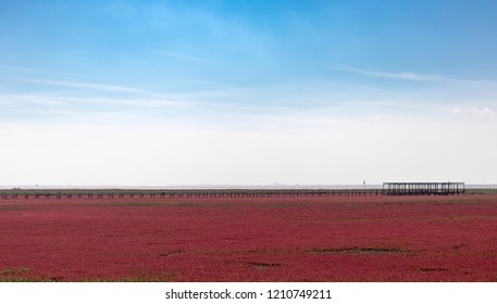 Red Beach, Panjin, China