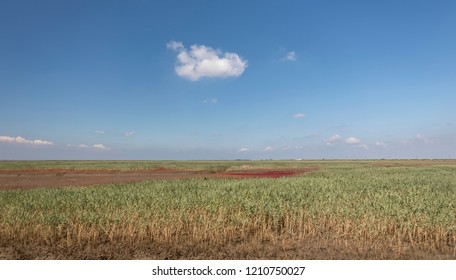 Red Beach, Panjin, China