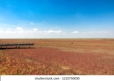 Red Beach, Panjin, China