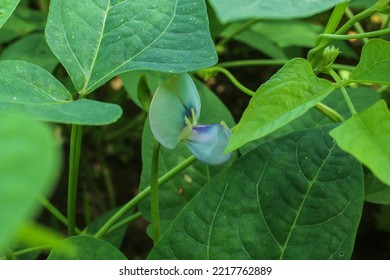 Red Bean Plant Flower (Vigna Angularis) In The Field