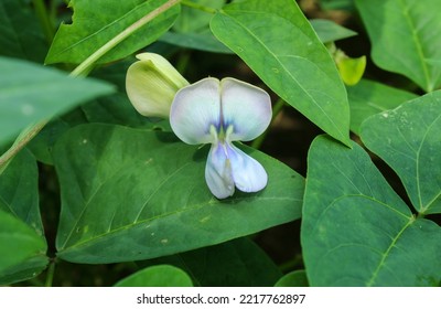 Red Bean Plant Flower (Vigna Angularis) In The Field