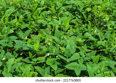 Red Bean Plant (Vigna Angularis) In The Field