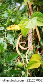 Red Beans Growing In A Vegetable Garden. Red Bean Plant. Agriculture