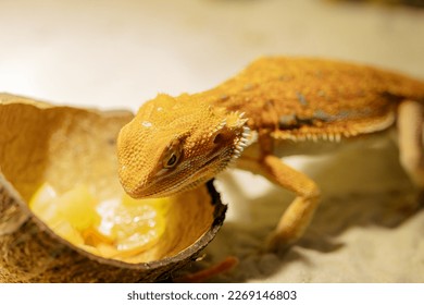 Red bearded Agama iguana eating fresh fruits and carrots in terrarium. Pogona is genus of reptiles. Cute amazing animal from Australia. Content of exotic lizard at home. High quality photo - Shutterstock ID 2269146803