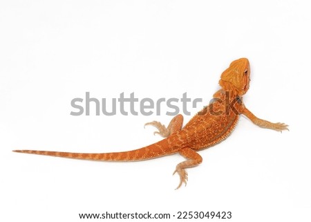 Red bearded Agama iguana isolated on white background. Pogona is genus of reptiles. Cute amazing animal from Australia. Content of exotic lizard at home. High quality photo
