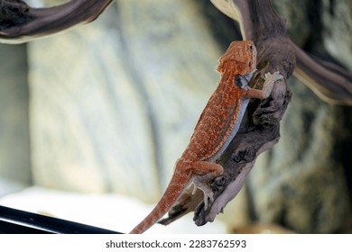 Red bearded Agama iguana in terrarium. Pogona is genus of reptiles. Cute amazing animal from Australia. Content of exotic lizard at home. High quality photo