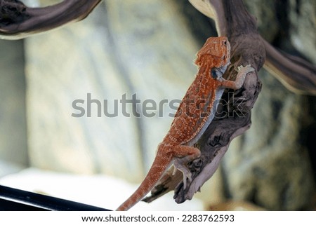 Red bearded Agama iguana in terrarium. Pogona is genus of reptiles. Cute amazing animal from Australia. Content of exotic lizard at home. High quality photo