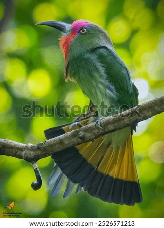 red bearded bee eater in stretch pose