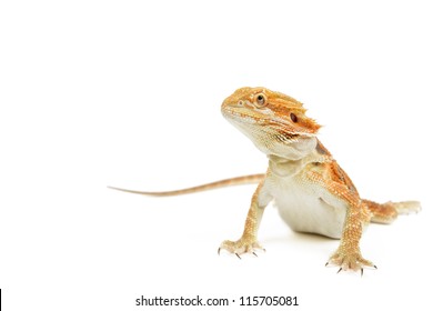 Red bearded dragon on white background.