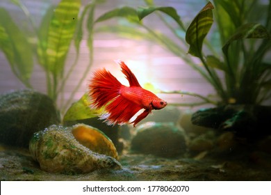 A red beautiful betta fish from an Aquarium with nature light