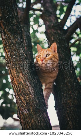 Red beautiful cat with big eyes sitting on a tree