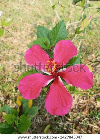 A red beautiful china rose Hibiscus flower