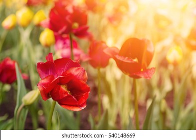 Red beautiful tulips field in spring time, seasonal natural floral background with sun shining.