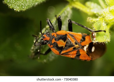 Red Bedbug Covered With Dew Water Drops