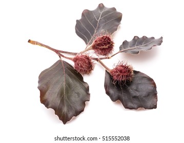 Red Beech branch (Fagus sylvatica purpurea ) isolated on white