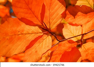 Red Beech Leaf Close Up