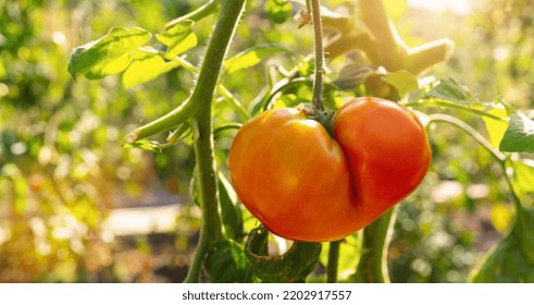 Red Beefsteak Tomatoes Growing In The Sunshine At A Greenhouse. Delicious Red Tomatoe Hanging On The Vine Of A Tomato Plant