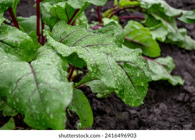 Red beet. Beetroot plant with dew drops on the leaves in the field. Growing future harvest. Agriculture. Close-up. - Powered by Shutterstock