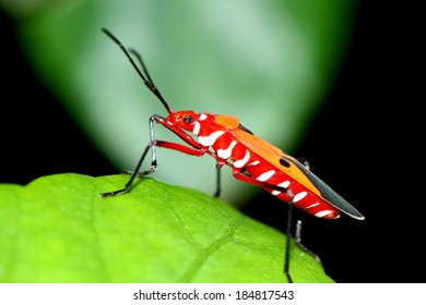 157,783 Coloring beetle Images, Stock Photos & Vectors | Shutterstock